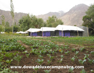 Dowa Camp Nubra Valley Organic Garden