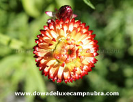 Dowa Deluxe Camp Hunder Flower