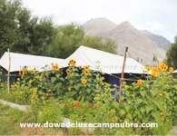 Hunder Dowa Camp Flower Garden